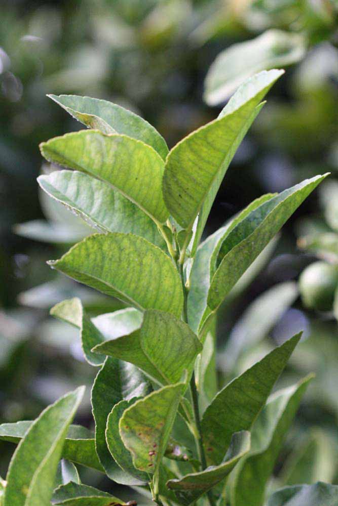            Sun leaves (Riverside, CA)   